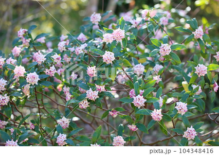 ジンチョウゲの花 ジンチョウゲの花 104348416