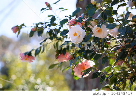 白色ツバキの花 104348417