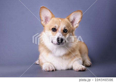 Funny playful young corgi on a dark blue background 104348586
