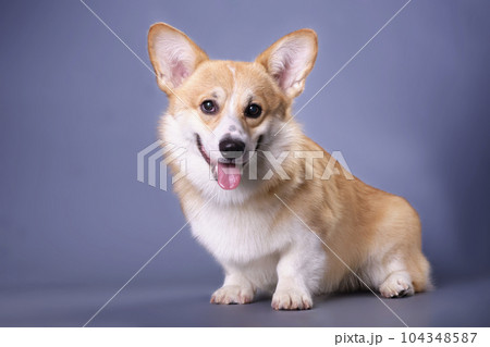 A well-groomed corgi puppy looks into the camera on a dark blue background. Studio photo. The concept of pet care 104348587