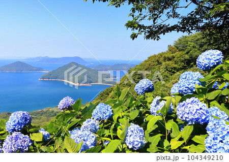 【香川県】梅雨入りした(紫雲出山)に咲く満開の紫陽花と瀬戸内海の島々 【香川県】梅雨入りした(紫雲出山)に咲く満開の紫陽花と瀬戸内海の島々 104349210