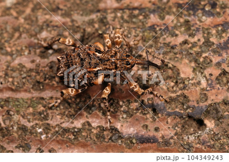 生き物　昆虫　マダラアシゾウムシ、茶系のまだら模様にデコボコの体。木肌に紛れるカモフラージュ 104349243