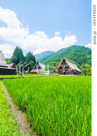 五箇山・菅沼合掌造り集落(夏) 五箇山・菅沼合掌造り集落(夏) 104349800