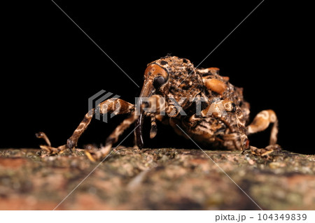 生き物　昆虫　マダラアシゾウムシ、体長十五ミリほど。長い口吻が目立つ正面顔、脚も長め 104349839
