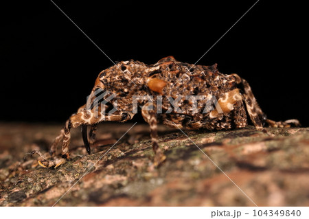 生き物　昆虫　マダラアシゾウムシ、色々な色は鱗片の色。体は黒色だそうです 104349840
