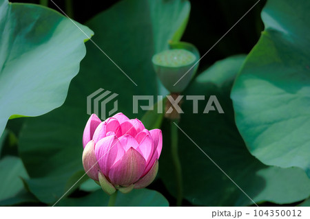 初夏の早朝を色鮮やかに彩る清らかなハスの花たち 初夏の早朝を色鮮やかに彩る清らかなハスの花たち 104350012