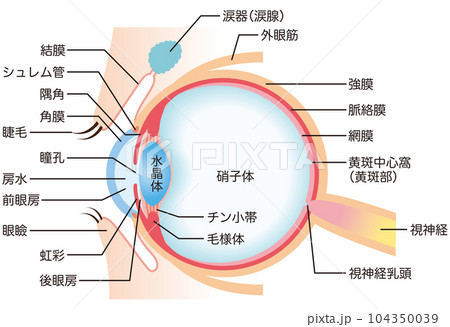 目の構造 断面図 医療 目の構造 断面図 医療 104350039