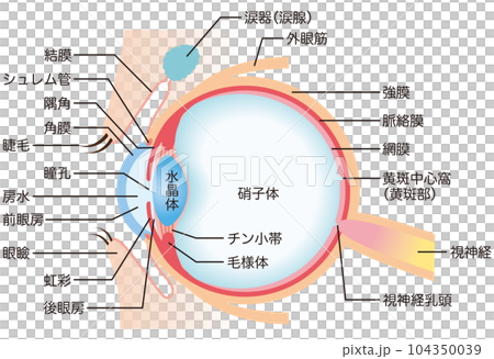 目の構造 断面図 医療 目の構造 断面図 医療 104350039