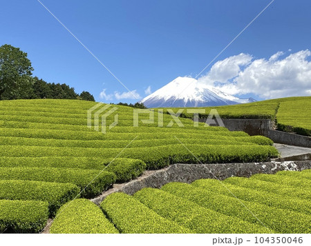 富士山と茶畑 富士山と茶畑 104350046