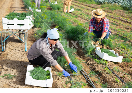 Female farmer harvesting crop of green dill on farm field Female farmer harvesting crop of green dill on farm field 104350085