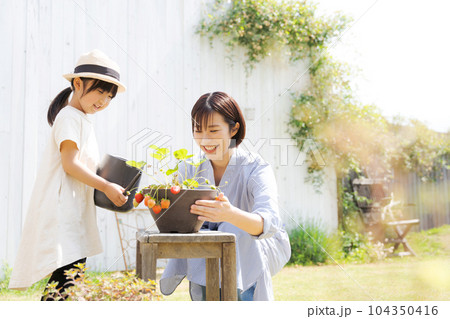 イチゴを育てる親子の写真 104350416