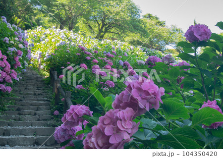 伊豆半島南端、下田市下田公園のあじさい群落 104350420