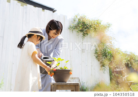 イチゴを育てる親子の写真 イチゴを育てる親子の写真 104350518