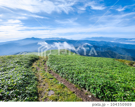 夏の三峰山トレッキング(山頂から八ヶ岳・富士山・南アルプス方面の眺め) 夏の三峰山トレッキング(山頂から八ヶ岳・富士山・南アルプス方面の眺め) 104350989