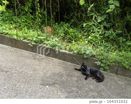 日影で休む猫 日影で休む猫 104351032