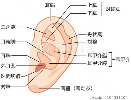 耳の形成　各部名称　医療 104351104