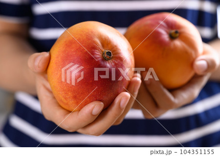 Ripe Mango fruit (Tommy Atkins) holding by woman hand, Tropical fruit 104351155