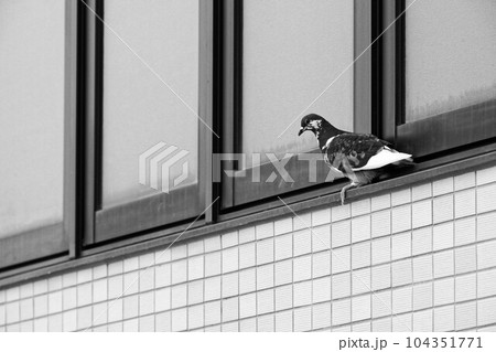 窓枠にしがみつく　ハト　モノクロ 104351771