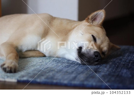 玄関マットの上で眠る犬 104352133