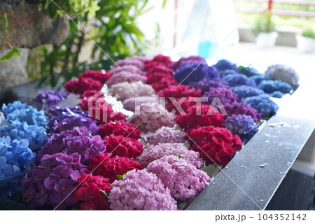 救馬溪観音の紫陽花の花手水 救馬溪観音の紫陽花の花手水 104352142