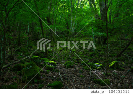 緑の森林のイメージ (檜原村 都民の森) 緑の森林のイメージ (檜原村 都民の森) 104353513