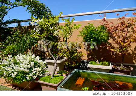 春のルーフバルコニー 新緑と花で春を感じる 春のルーフバルコニー 新緑と花で春を感じる 104353607