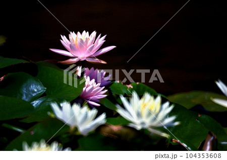 ピンクと白色の睡蓮の花 ピンクと白色の睡蓮の花 104353608