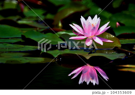 鏡のような水面に映る睡蓮の花 104353609