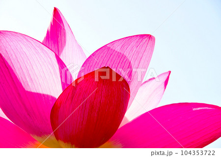 華やかで美しい蓮の花 104353722
