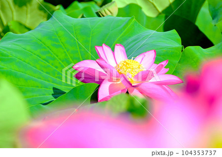 華やかで美しい蓮の花 華やかで美しい蓮の花 104353737