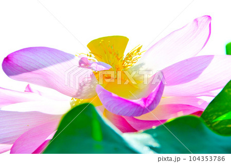 華やかで美しい蓮の花 104353786