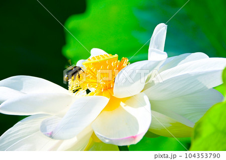 華やかで美しい蓮の花 華やかで美しい蓮の花 104353790