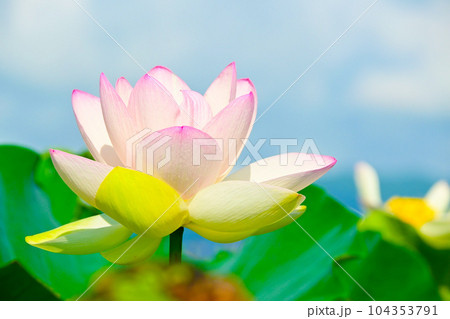 華やかで美しい蓮の花 華やかで美しい蓮の花 104353791