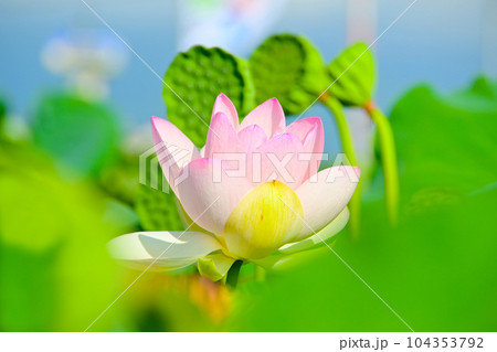 華やかで美しい蓮の花 華やかで美しい蓮の花 104353792