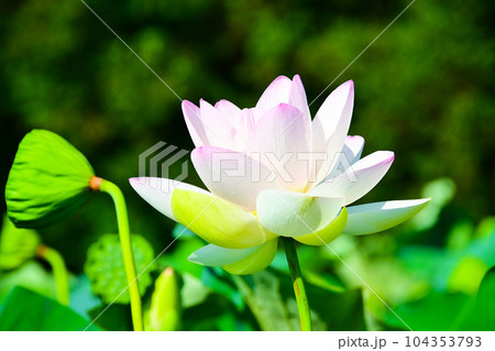 華やかで美しい蓮の花 華やかで美しい蓮の花 104353793