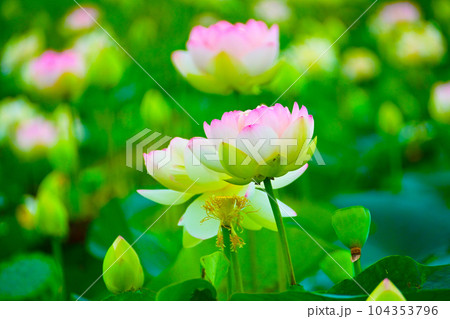 初夏に咲く美しい蓮の花 104353796