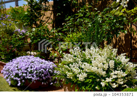 春の晴れた日　芝桜と姫ウツギが見頃　ルーフバルコニーで春を楽しむ 104353871