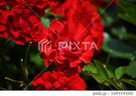 春の薔薇 104354309