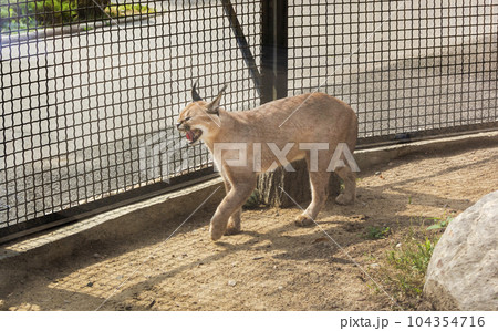 Caracal, Caracal walks on the sand in a cage, heat. Zoo in Europe 104354716