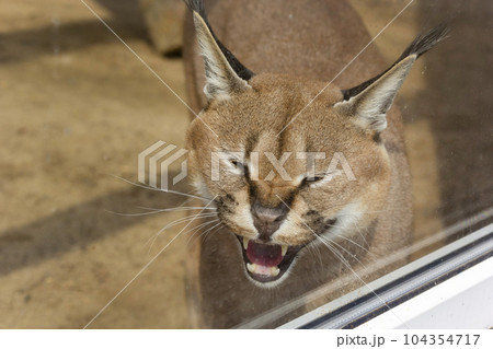 Steppe lynx, caracal in the zoo. Muzzle of a hissing and growling caracal 104354717