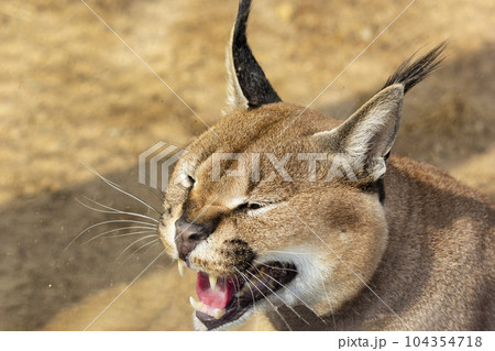 Steppe lynx, caracal in the zoo. Muzzle of a hissing and growling caracal 104354718