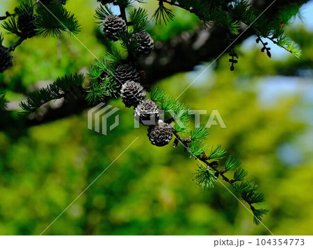 まつぼっくり 104354773