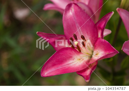 満開のゆりの里公園 満開のゆりの里公園 104354787