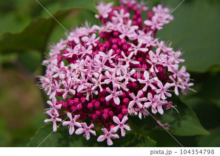 満開のゆりの里公園 満開のゆりの里公園 104354798