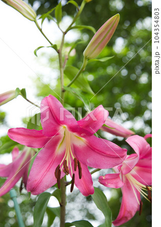 満開のゆりの里公園 104354803