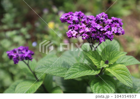 香水の花ヘリオトロープ 104354937