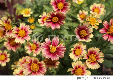 夏の元気な花コレオプシス 夏の元気な花コレオプシス 104354938