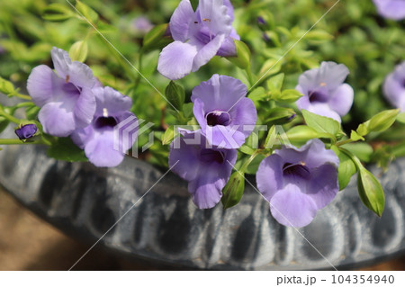スーパートレニアカタリーナの花 スーパートレニアカタリーナの花 104354940