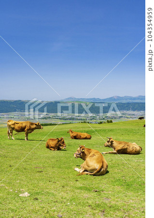 【熊本県】雄大な阿蘇カルデラ草原と放牧風景 104354959