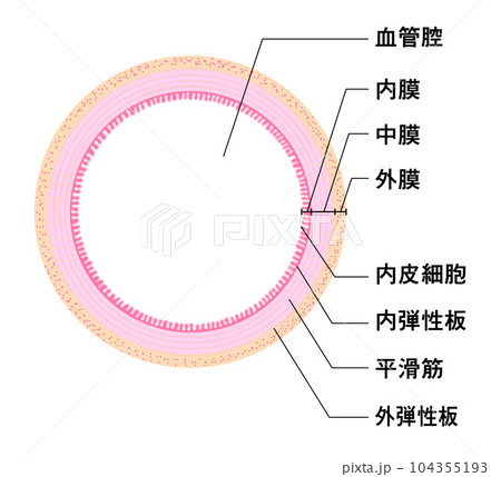 動脈の構造　輪切り断面図 104355193